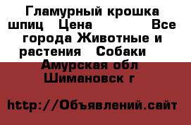 Гламурный крошка шпиц › Цена ­ 30 000 - Все города Животные и растения » Собаки   . Амурская обл.,Шимановск г.